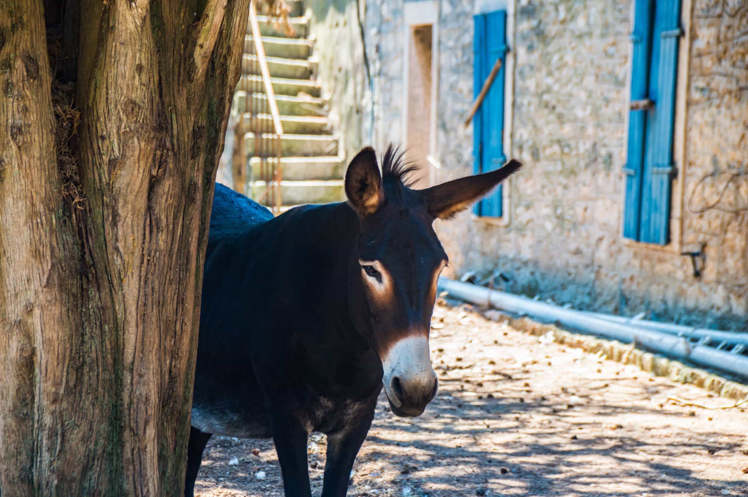 Private tour of Brač Island